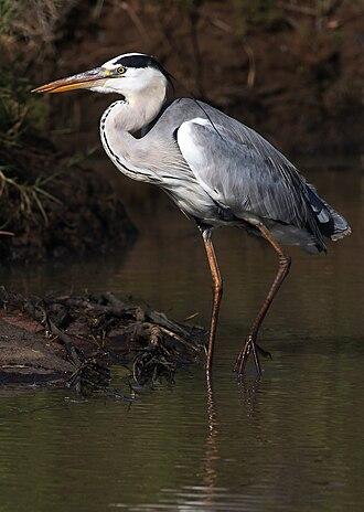 Graureiher