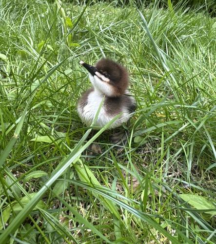 Gänsesäger (Jungvogel)