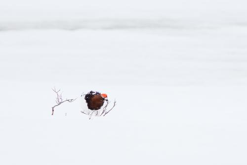 Moorschneehuhn