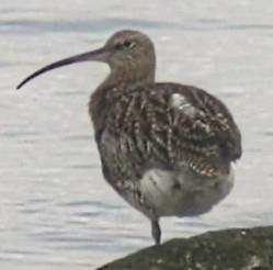 Brachvogel (Jungvogel)