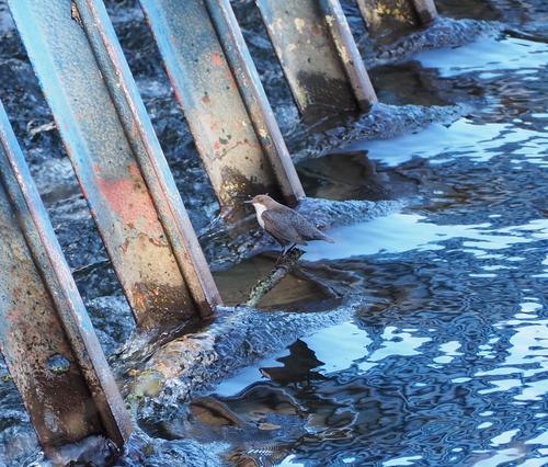 Wasseramsel