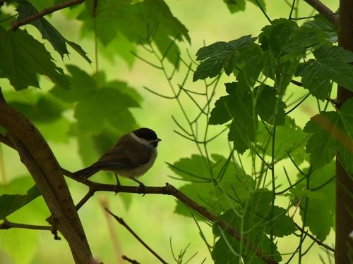 Sumpfmeise (Jungvogel)