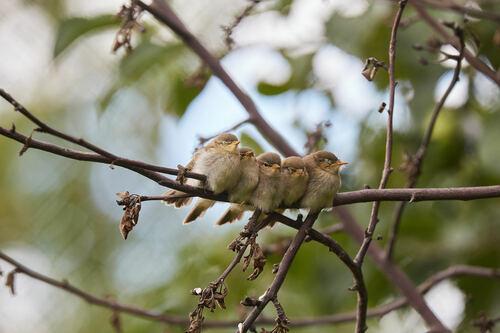 Fitis (Jungvogel)
