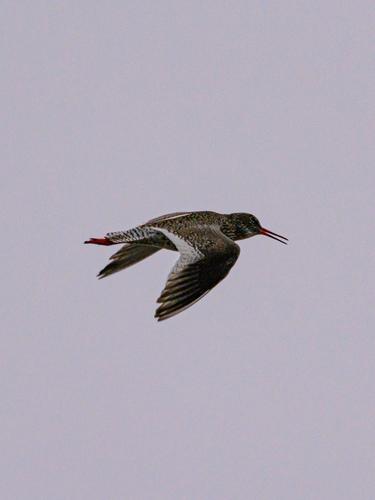 Rotschenkel