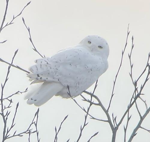 Schneeeule