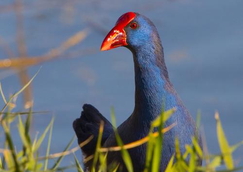 Purpurhuhn