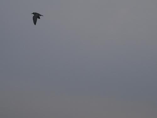 Weißbart-Seeschwalbe (Jungvogel)