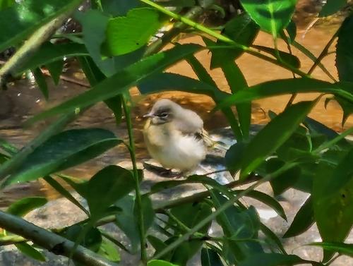 Gebirgsstelze (Jungvogel)