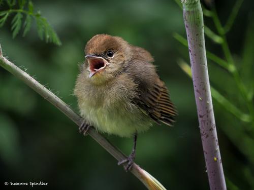 Mönchsgrasmücke (Jungvogel)