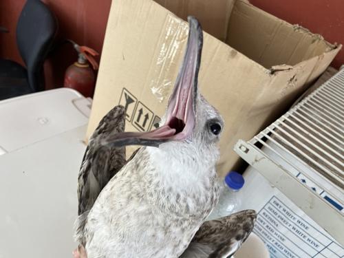 Mittelmeermöwe (Jungvogel)