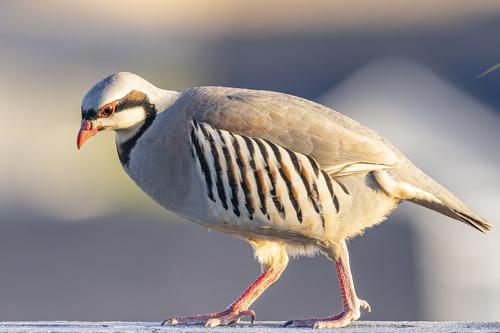 Chukarhuhn