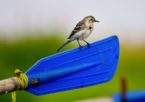 Bachstelze (Jungvogel)