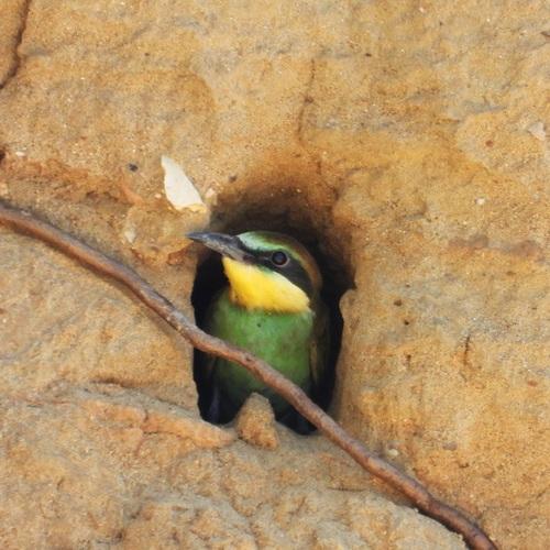 Bienenfresser (Jungvogel)