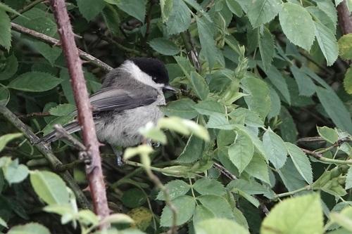 Weidenmeise (Jungvogel)