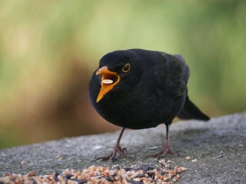 Amsel