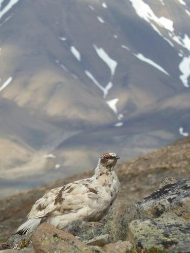 Alpenschneehuhn