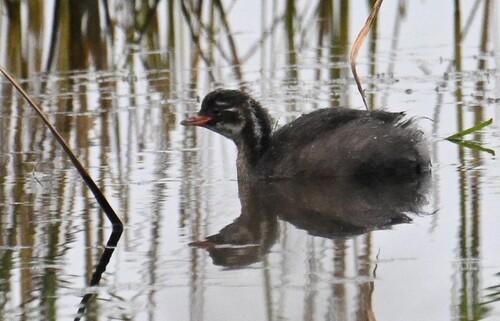Zwergtaucher (Jungvogel)