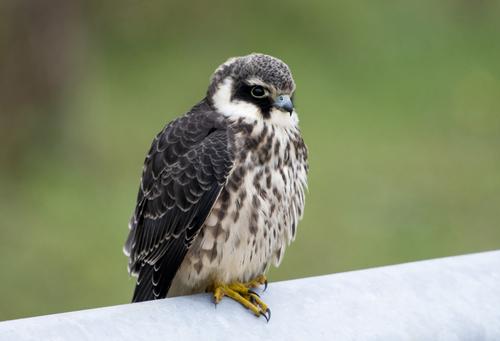Rotfußfalke