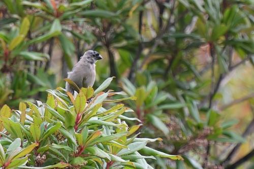 Azorengimpel (Jungvogel)