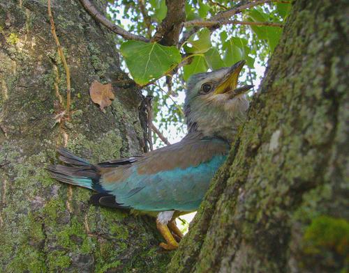 Blauracke (Jungvogel)