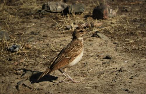 Haubenlerche (Jungvogel)