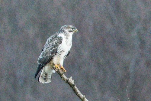 Mäusebussard (Jungvogel)
