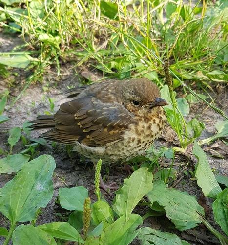 Singdrossel (Jungvogel)