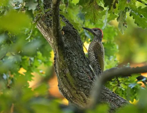 Grünspecht (Jungvogel)