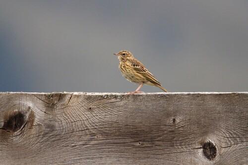 Baumpieper (Jungvogel)