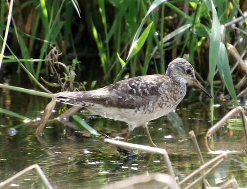 Bruchwasserläufer (Jungvogel)