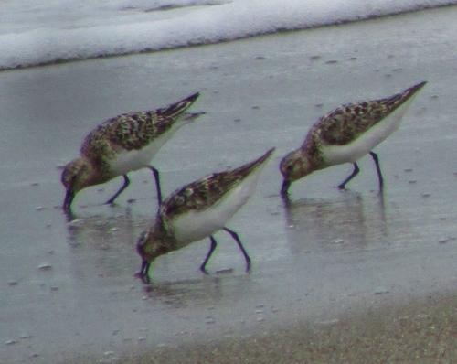 Sanderling