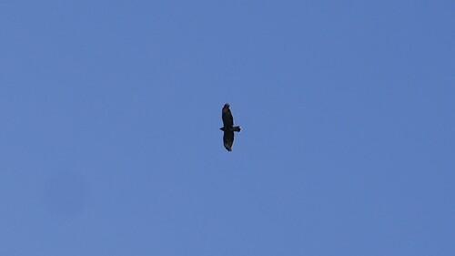 Mäusebussard