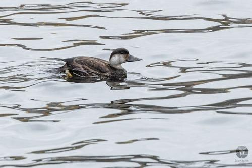 Trauerente (Jungvogel)