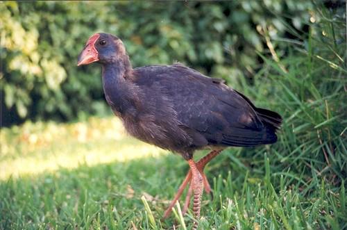 Purpurhuhn
