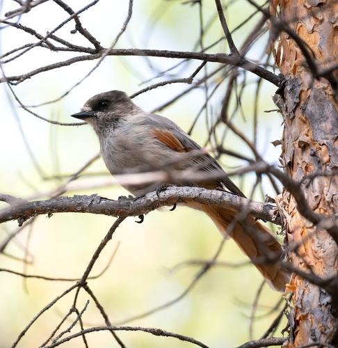 Unglückshäher (Jungvogel)