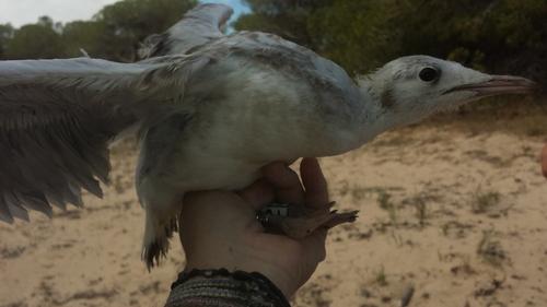 Dünnschnabelmöwe (Jungvogel)