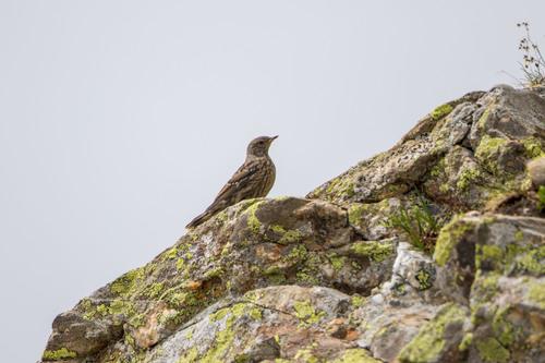 Alpenbraunelle (Jungvogel)