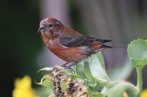 Fichtenkreuzschnabel (Jungvogel)