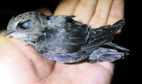 Haussegler (Jungvogel)