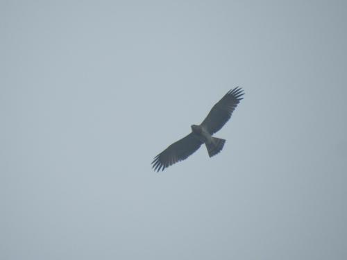 Schlangenadler (Jungvogel)
