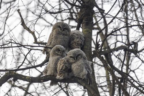 Waldkauz (Jungvogel)