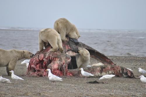 Eismöwe