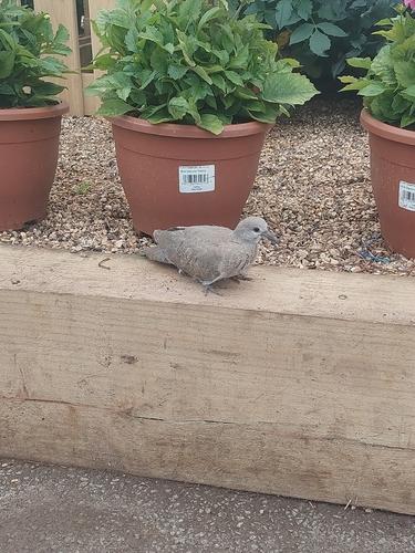 Türkentaube (Jungvogel)