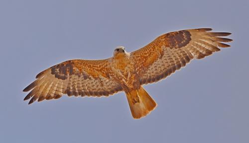 Adlerbussard