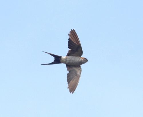 Rötelschwalbe (Jungvogel)