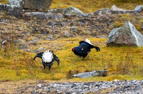 Birkhuhn (Männchen)