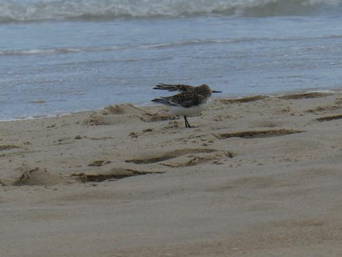 Sanderling