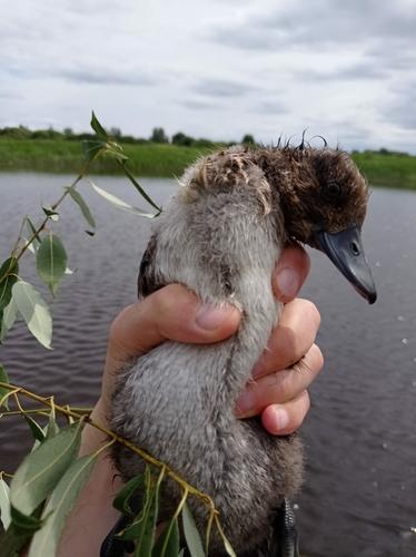 Reiherente (Jungvogel)