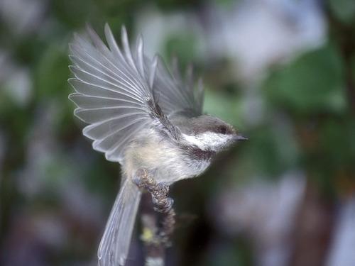 Lapplandmeise (Jungvogel)