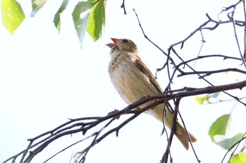 Karmingimpel (Jungvogel)